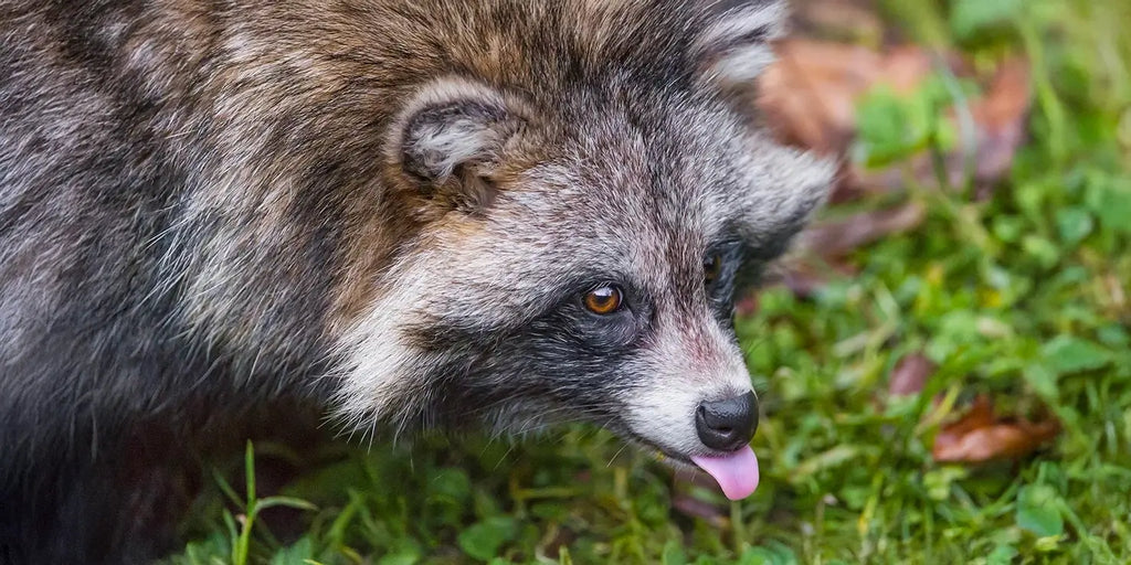Le chien viverrin : Tout savoir sur ce canidé rusé et adaptable