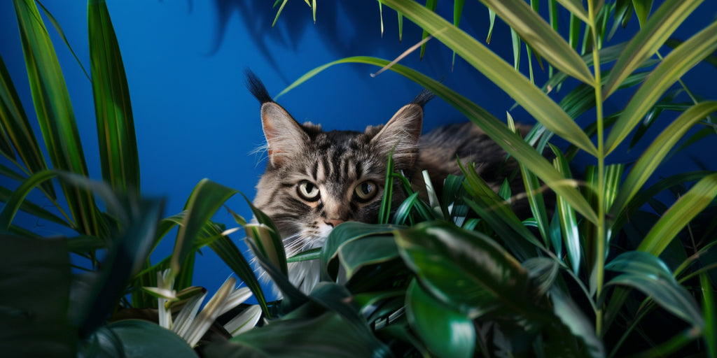 Un chat qui se cache derrière des plantes vertes