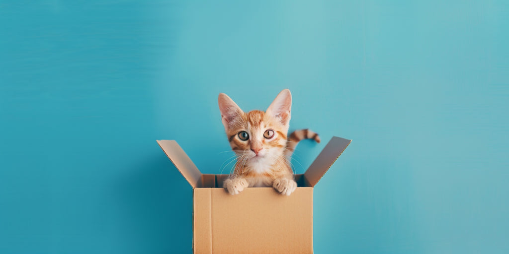 Un petit chaton dans une boîte en carton